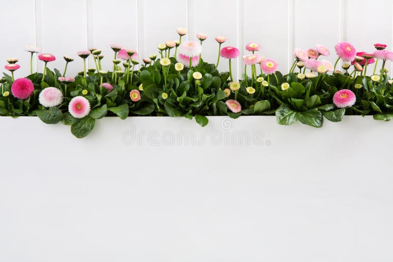 Daisy pink spring time flowers on white wooden background for de stock images Daisy pink spring time flowers on white wooden background for de stock images