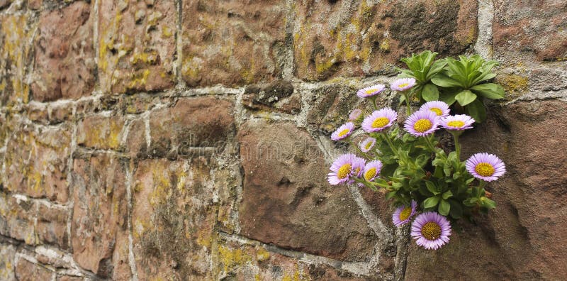 A Daisy Plant Growing in a Stone Wall