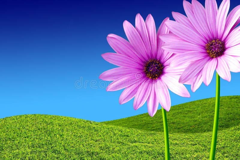 daisy purpurowe obrazy royalty free daisy purpurowe obrazy royalty free