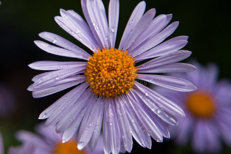 Daisy after the Rain in the Garden Stock Photo Image of white, flower