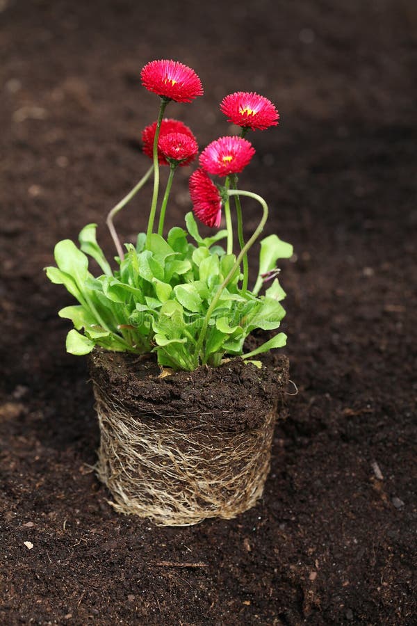 Daisy seedling with roots stock image. Image of cultivate 38365549