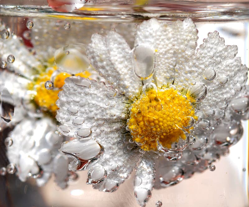 Daisy in sparkling water stock image. Image of blossom 2673755