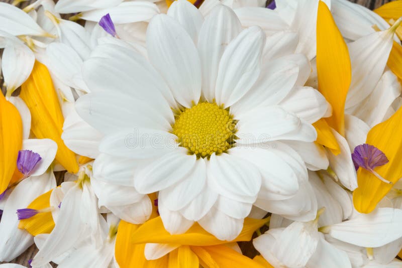 Daisy and sunflower stock photo. Image of round, organic 20408698