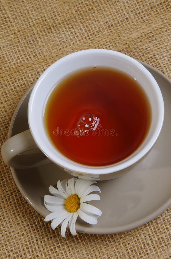 Daisy tea stock photo. Image of plant, relaxation, food 47379288