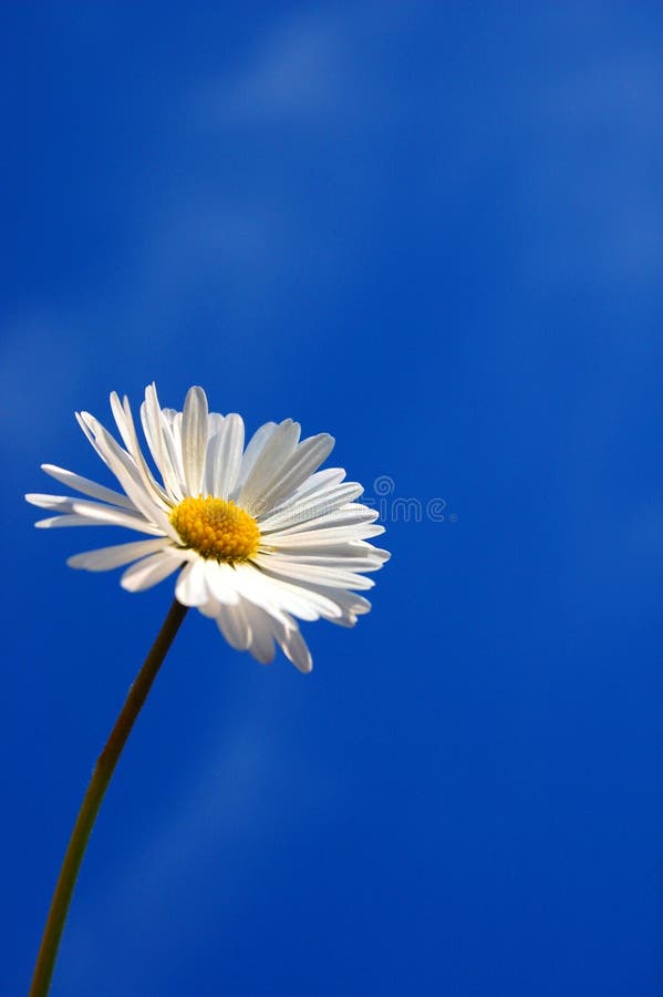Daisy under blue spring sky stock images
