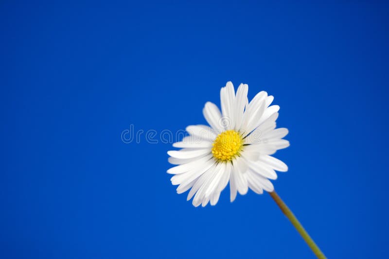 Daisy under blue spring sky royalty free stock photo
