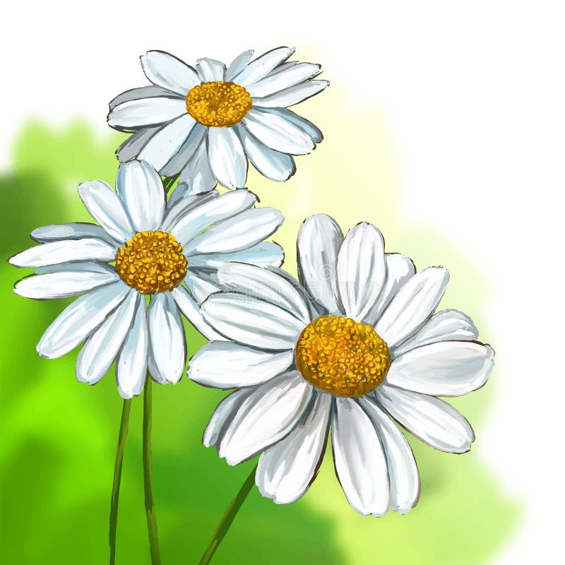 Daisy Vector Illustration Hand Drawn Painted Stock Vector