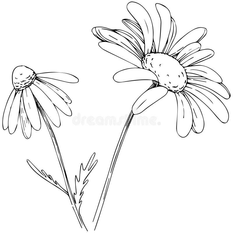 Daisy in a Vector Style Isolated. Stock Vector - Illustration of 3644 ...