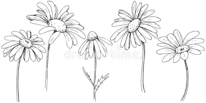 Daisy in a Vector Style Isolated. Stock Vector - Illustration of 3644 ...