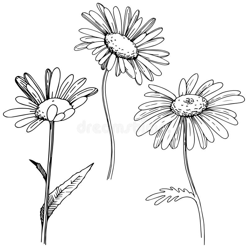 Daisy in a Vector Style Isolated. Stock Vector - Illustration of 3644 ...