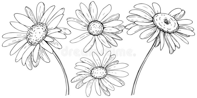 Daisy in a vector style isolated. stock illustration Daisy in a vector style isolated. stock illustration