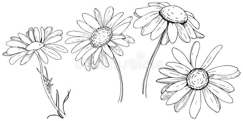 Daisy in a Vector Style Isolated. Stock Vector - Illustration of 3644 ...