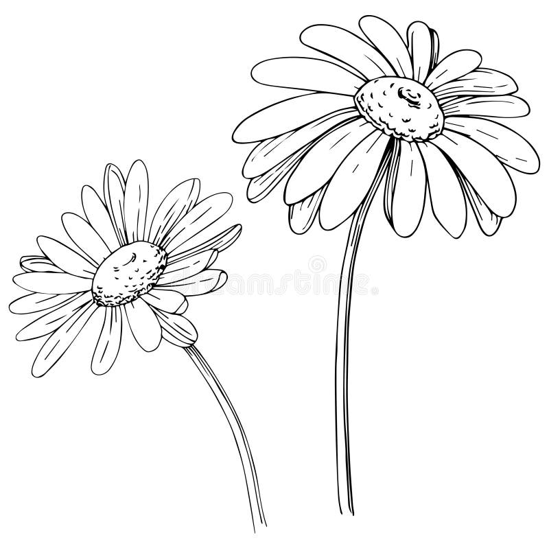 Daisy in a Vector Style Isolated. Stock Vector - Illustration of 3644 ...