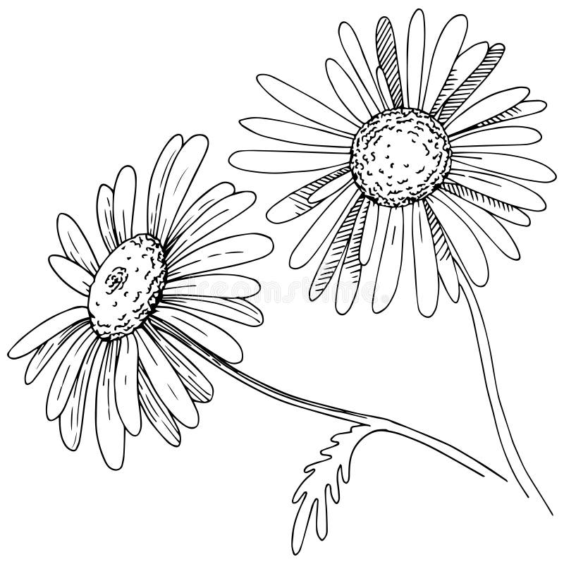 Daisy in a Vector Style Isolated Stock Vector - Illustration of 3644 ...