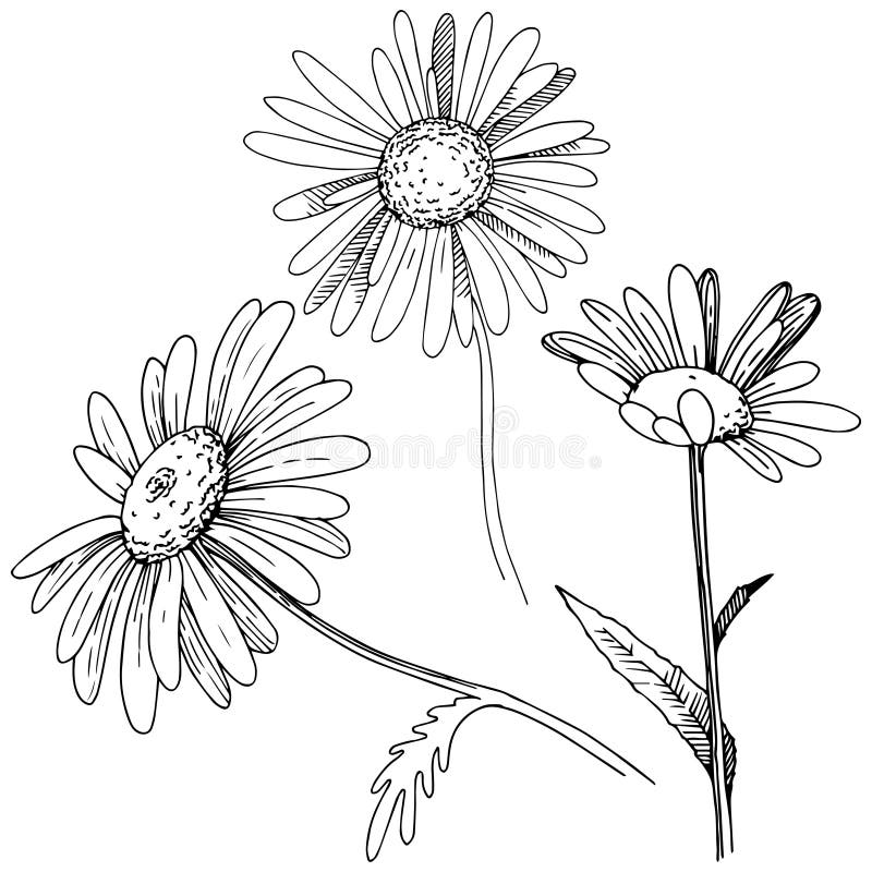 Daisy in a Vector Style Isolated Stock Vector - Illustration of 3644 ...
