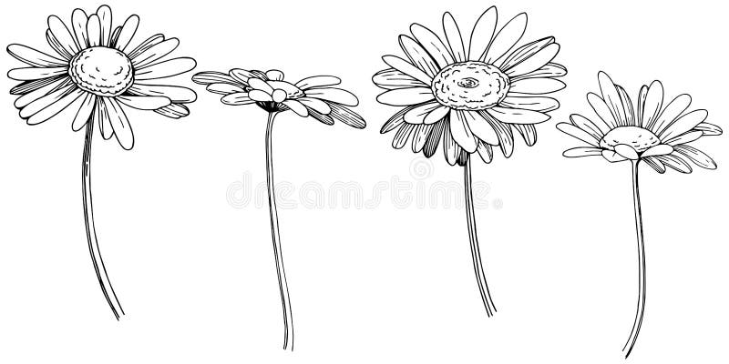 Daisy in a Vector Style Isolated. Stock Vector - Illustration of 3644 ...