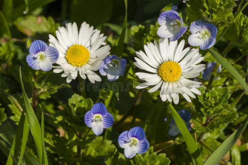 Daisy and Veronica flowers stock photo. Image of grass 29506844