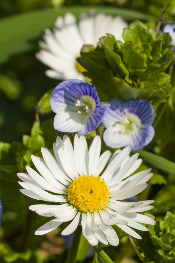 Daisy and Veronica flowers stock image. Image of daisy 29506889