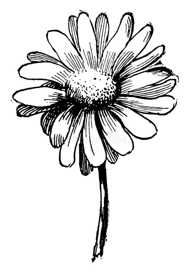 Daisy vintage illustration stock vector. Illustration of white - 163327522