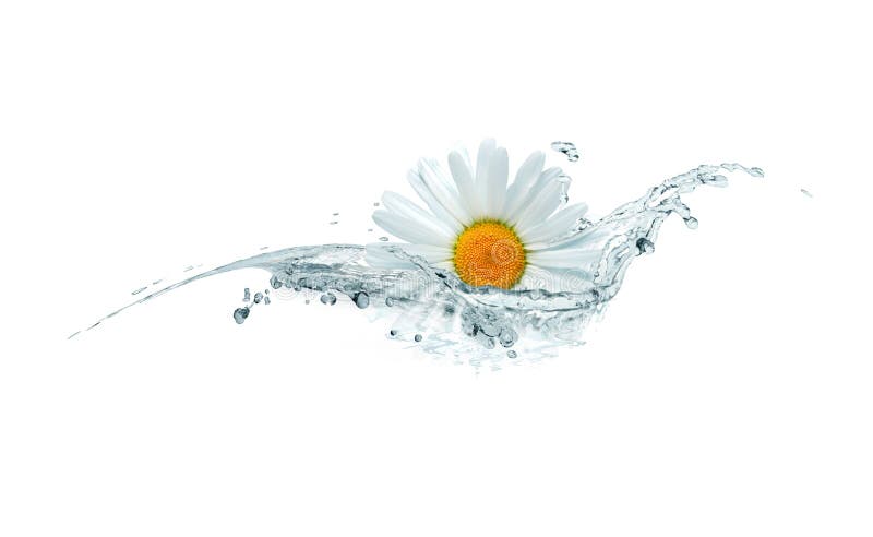 Daisy In Water