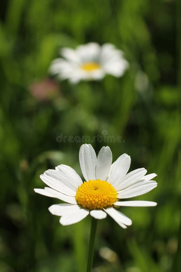 Daisy wheels stock image. Image of closeup, bloom, botany 72922123