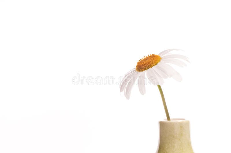 A daisy on white background