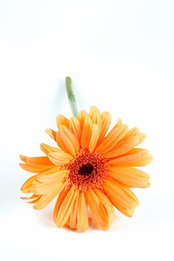 Daisy on white background