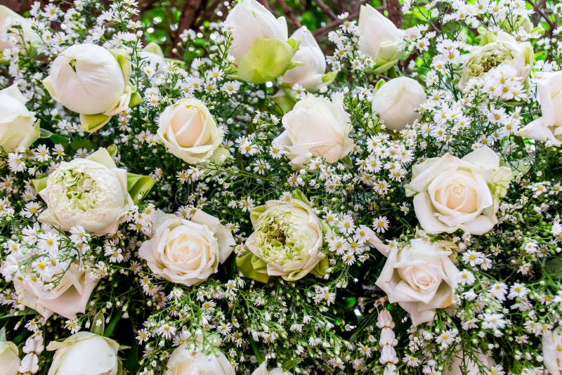 Daisy and rose stock photo. Image of botanical, beautiful 27236198