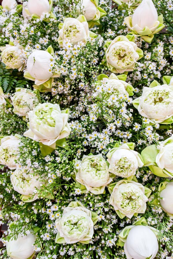 Daisy and white rose stock image. Image of rose, farm 58390897