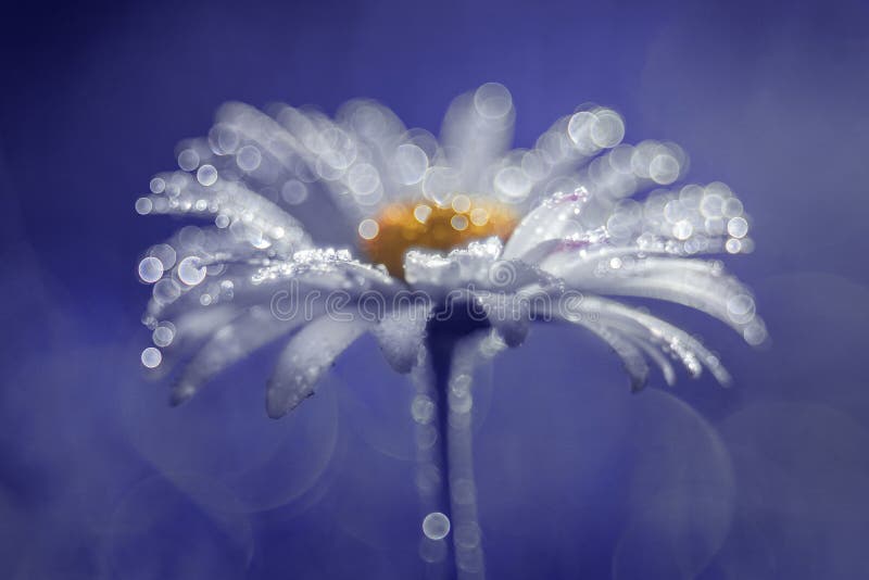Daisy με το buble bokeh στοκ φωτογραφία με δικαίωμα ελεύθερης χρήσης Daisy με το buble bokeh στοκ φωτογραφία με δικαίωμα ελεύθερης χρήσης