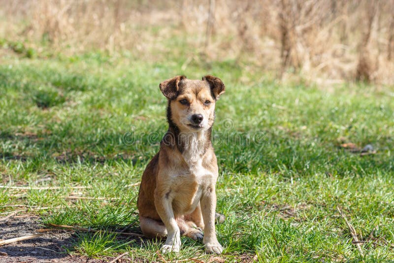 Dakloze hond Een dakloze leuke bruine hond loopt in aard Een hond r royalty-vrije stock afbeelding Dakloze hond Een dakloze leuke bruine hond loopt in aard Een hond r royalty-vrije stock afbeelding