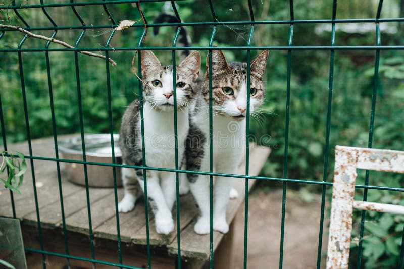 Dakloze katten Katjes die uit van achter de bars van zijn kooi kijken royalty-vrije stock afbeelding Dakloze katten Katjes die uit van achter de bars van zijn kooi kijken royalty-vrije stock afbeelding