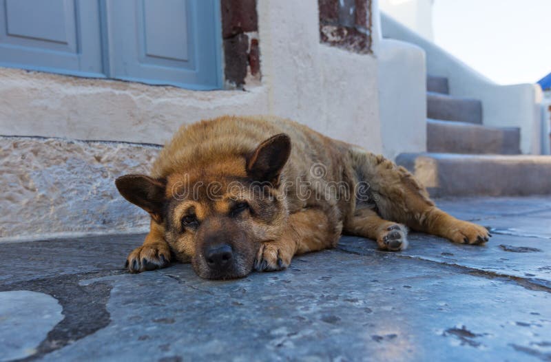 Dakloze ruwharige hond die bij de ingang aan de winkel op de straat in Oia liggen Het eiland van Santorinithira royalty-vrije stock afbeeldingen Dakloze ruwharige hond die bij de ingang aan de winkel op de straat in Oia liggen Het eiland van Santorinithira royalty-vrije stock afbeeldingen