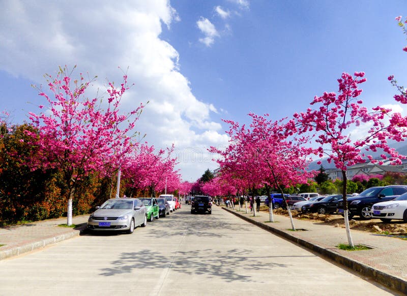 Cars parked on both sides of the road with cherry blossom blooming inside Dali University in Dali city Yunnan province China. Cars parked on both sides of the road with cherry blossom blooming inside Dali University in Dali city Yunnan province China.
