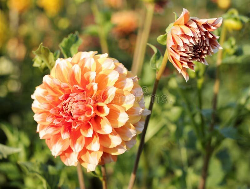 Dalia arancio nel giardino fotografie stock libere da diritti Dalia arancio nel giardino fotografie stock libere da diritti
