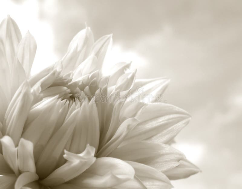 Dalia bianca immagine stock Dalia bianca immagine stock