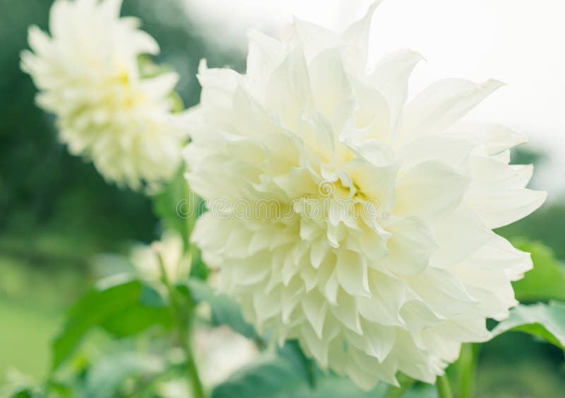 Dalia blanca foto de archivo. Imagen de dalias, fondo - 48271950