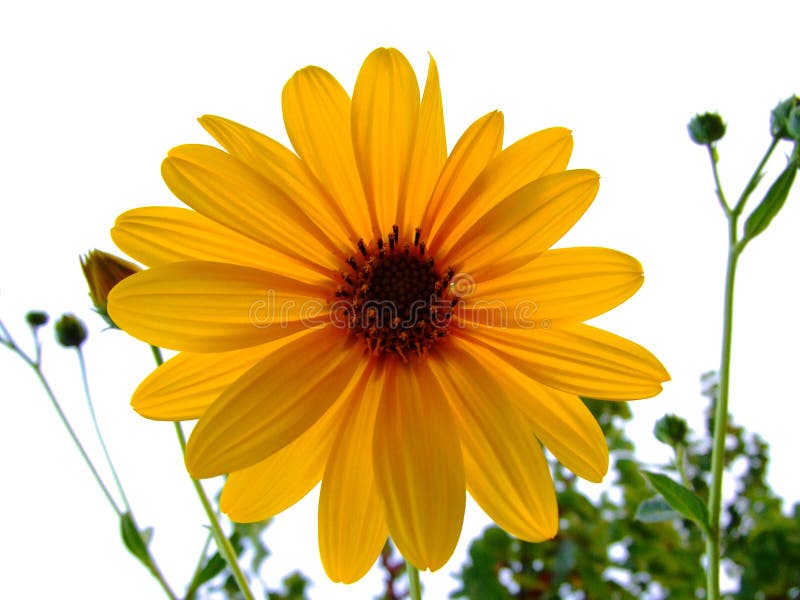 dalia blommayellow royaltyfri foto dalia blommayellow royaltyfri foto