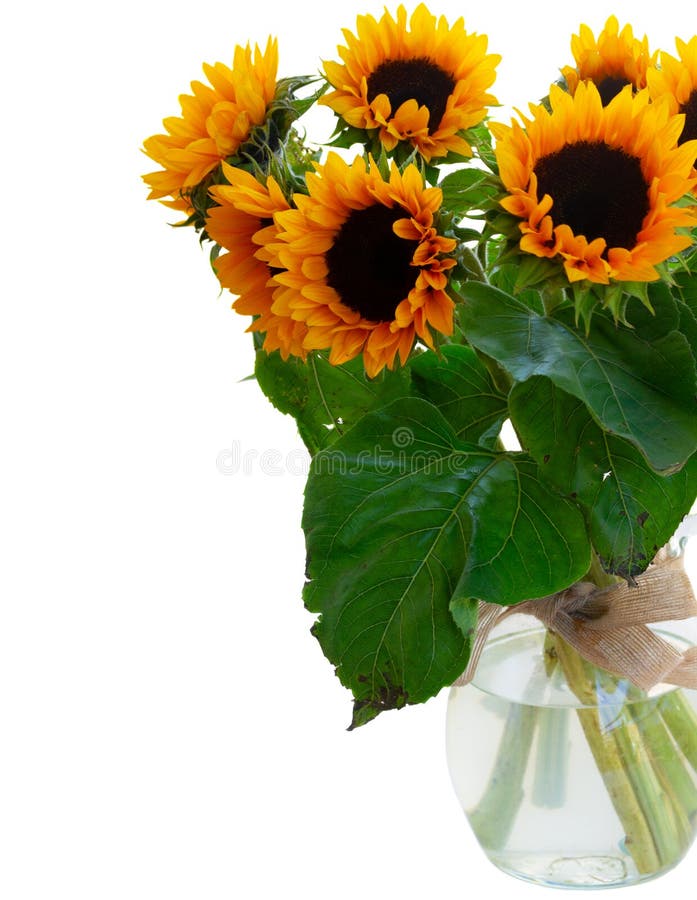 Dalia e girasoli fotografia stock Dalia e girasoli fotografia stock