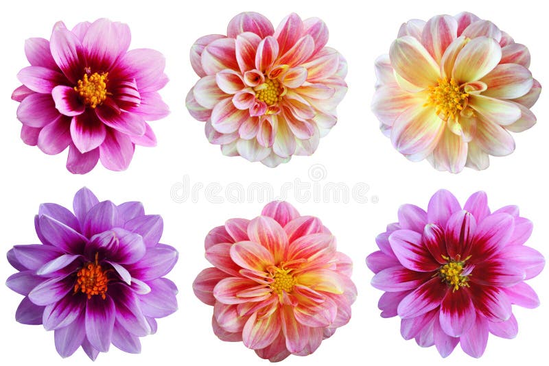 Dalia kwiatu set zdjęcia royalty free Dalia kwiatu set zdjęcia royalty free