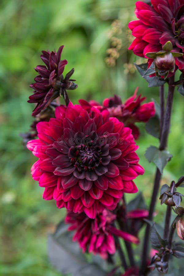 Dalia Negra Roja En El Jardín Foto de archivo - Imagen de crecimiento,  verde: 169218896