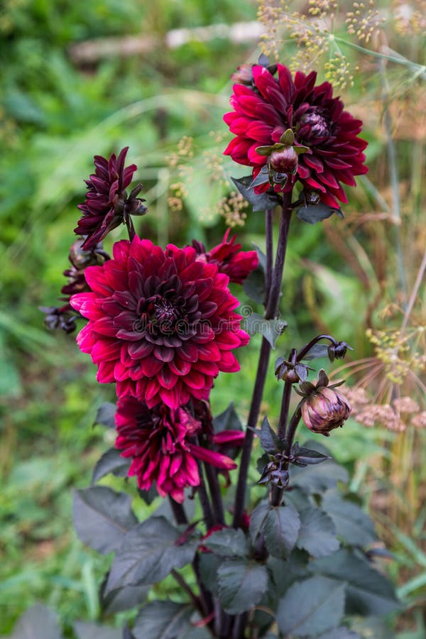 Dalia Negra Roja En El Jardín Foto de archivo - Imagen de fondo, detalles:  169218928