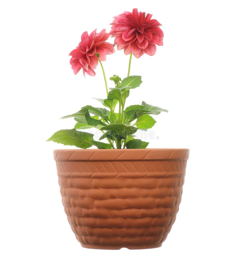 Dalia in un vaso da fiori immagine stock. Immagine di nessuno - 53804627