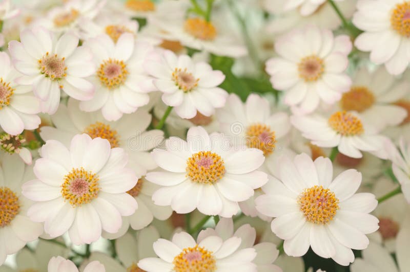 Dalias blancas imagen de archivo. Imagen de campo, esperanza - 31379293