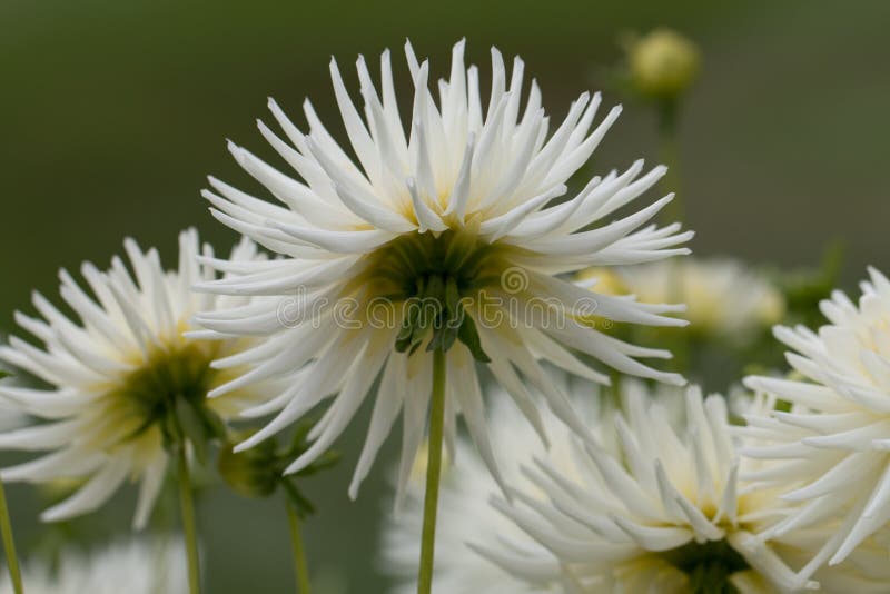 Dalias blancas hermosas imagen de archivo. Imagen de amarillo - 16675387