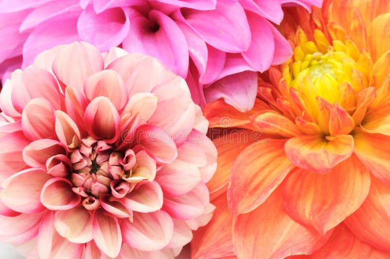 Dalias multicoloras hermosas Cloes-up foto de archivo Dalias multicoloras hermosas Cloes-up foto de archivo