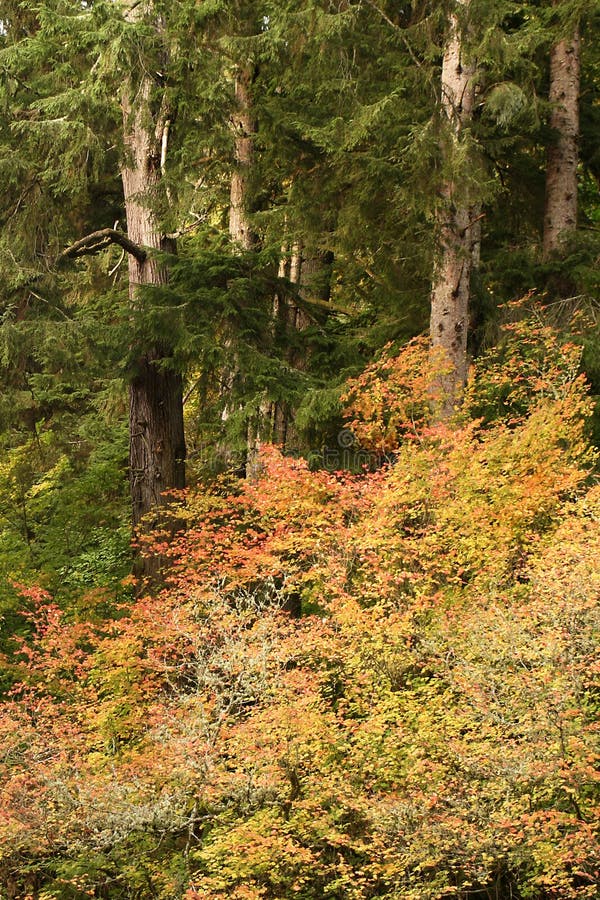 Daling, Grote Kreek, Dichtbij Knappa, Oregon Stock Afbeelding Image