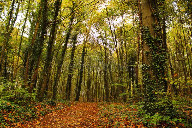 Daling van het bos royalty-vrije stock fotografie Daling van het bos royalty-vrije stock fotografie