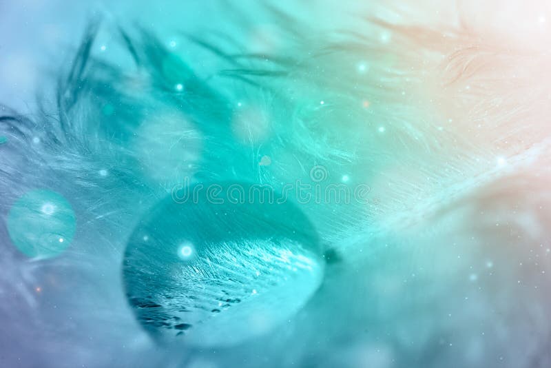 Daling van water op veer in cyaankleur, macrofoto stock foto's Daling van water op veer in cyaankleur, macrofoto stock foto's