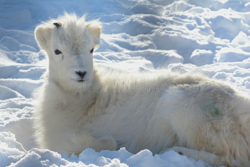 Dall Schaflamm, das im Schneebett beruht lizenzfreie stockfotografie